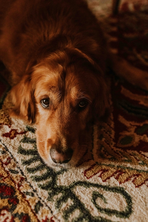 Adrianna-Nadolska-Fotografia-32 (1) (1)